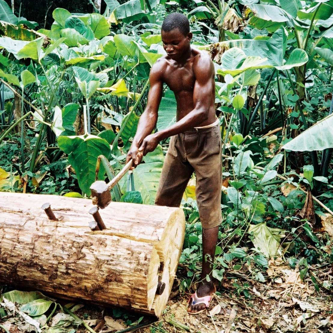Jeune banguissois, membre de Soboyo, se prépare à fendre un tronc d'arbre